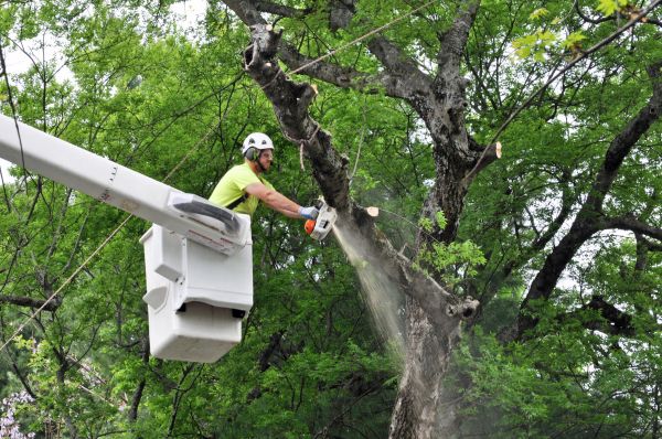 San Jose Tree Trimming